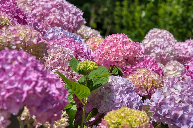 Sådan plejer du dine hortensiaer for at få de smukkeste blomster