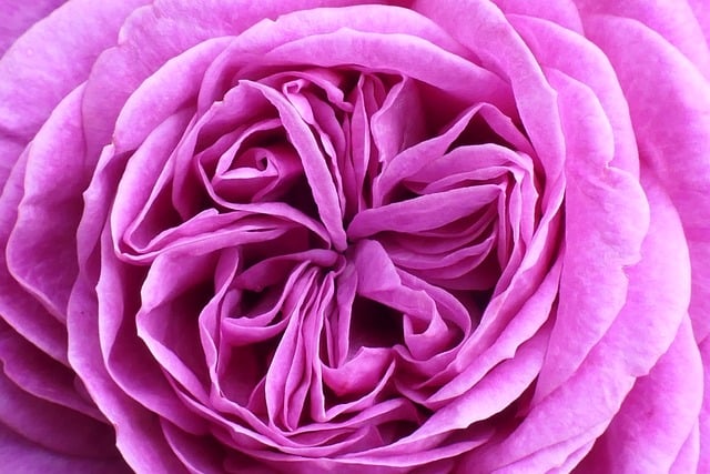 Rosetylens hemmeligheder: Sådan får du dine roser til at blomstre hele året