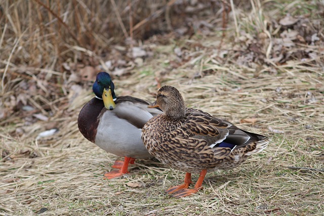 De bedste strategier til hurtigt at løse svære krydsord