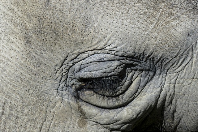 Elefantfodens helbredende egenskaber: En naturlig medicinplante